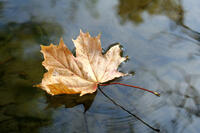 Leaf floating on water